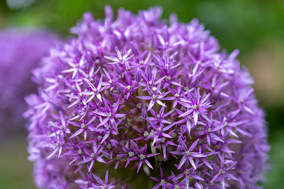 Large purple Allium giganteum globe flower blooming in a spring garden
