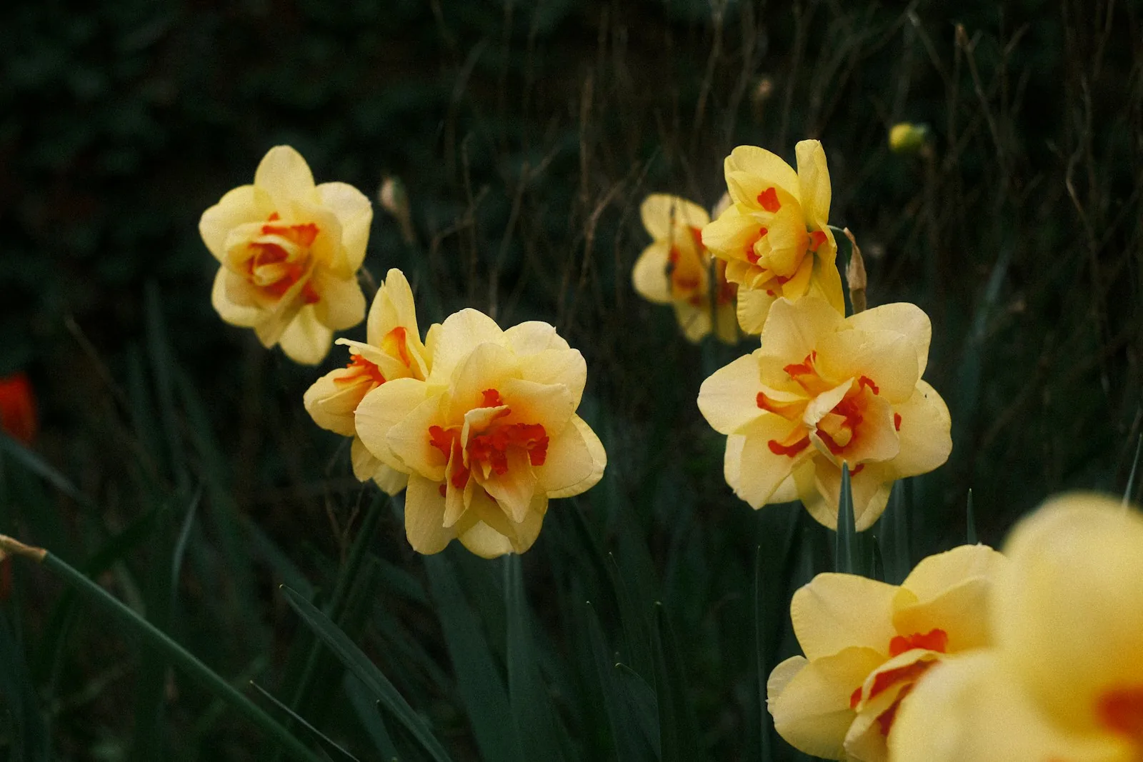 yellow daffodils with orange centers blooming in spring