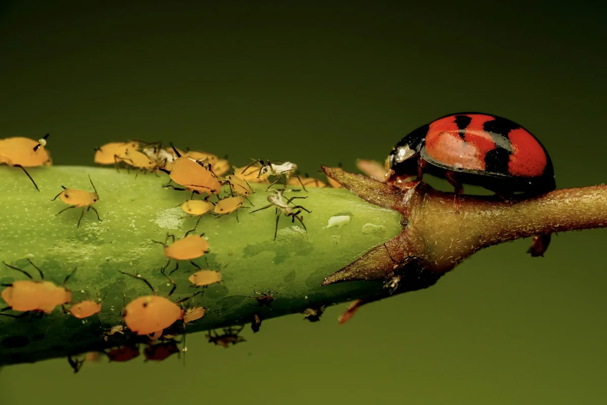Cluster of orange aphids on a rose stem with a ladybug predator approaching