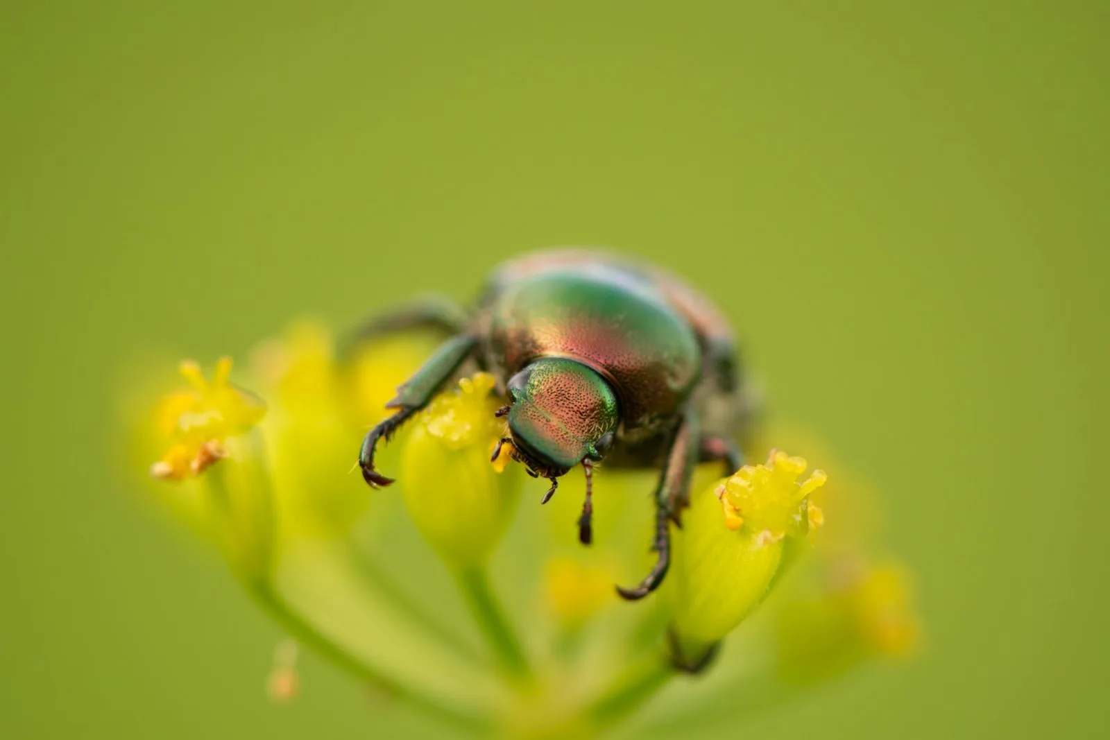 close-up of beetles on plant leaf