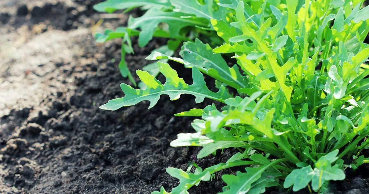 Fresh green arugula leaves growing in dense rows in a raised vegetable garden bed