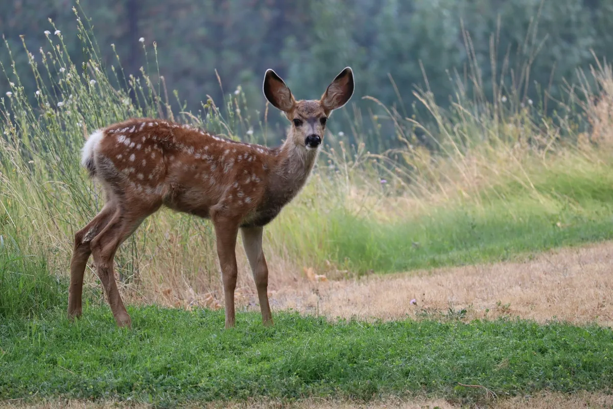 Young deer standing near a residential lawn and planted bed