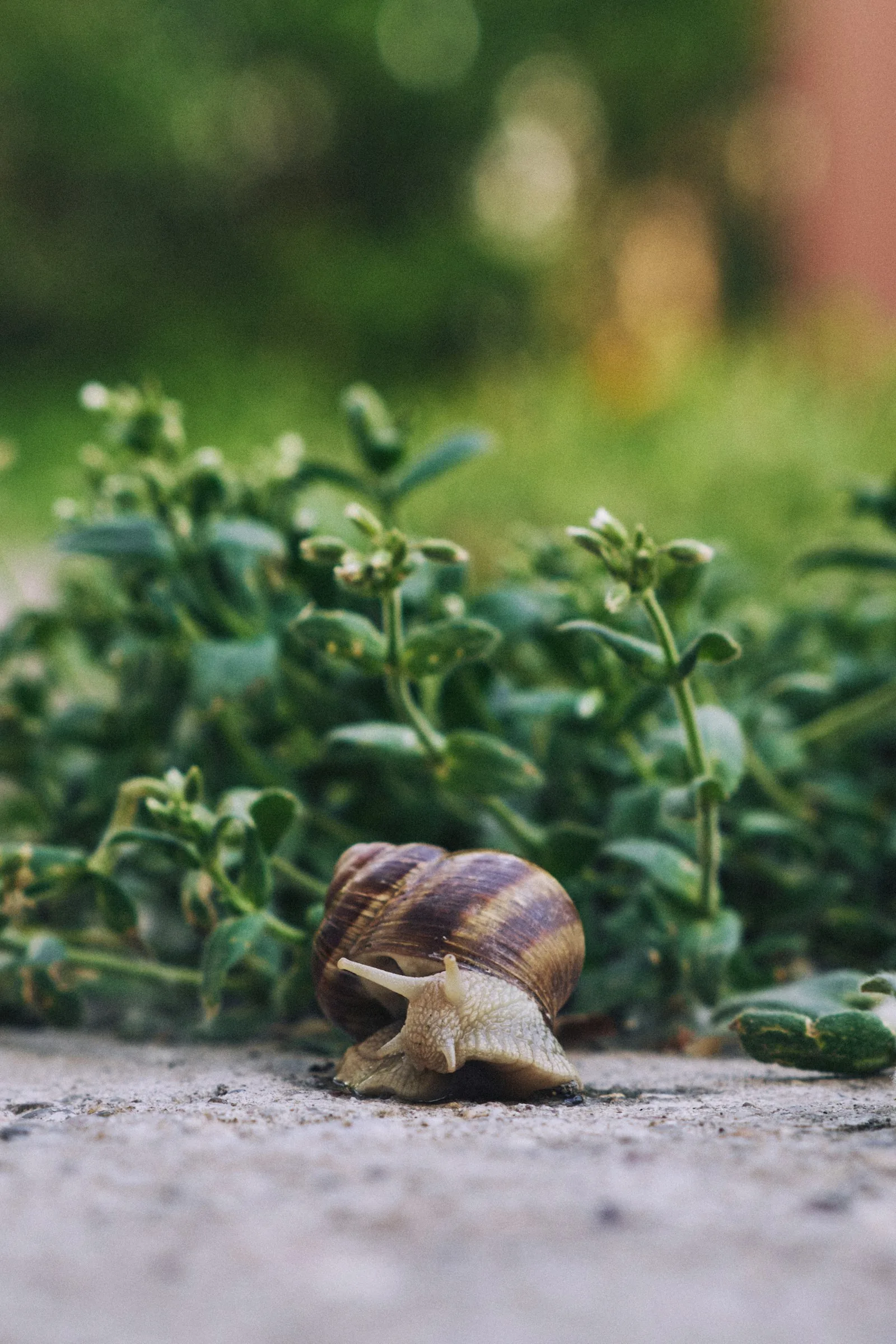 garden snail with patterned shell among green leaves