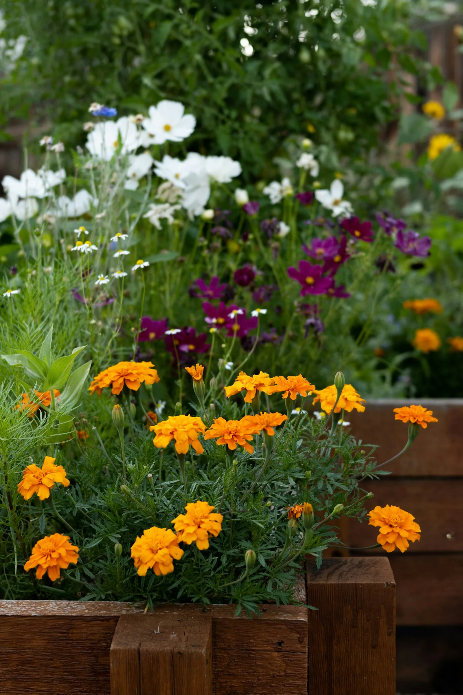 wooden raised garden beds for growing vegetables