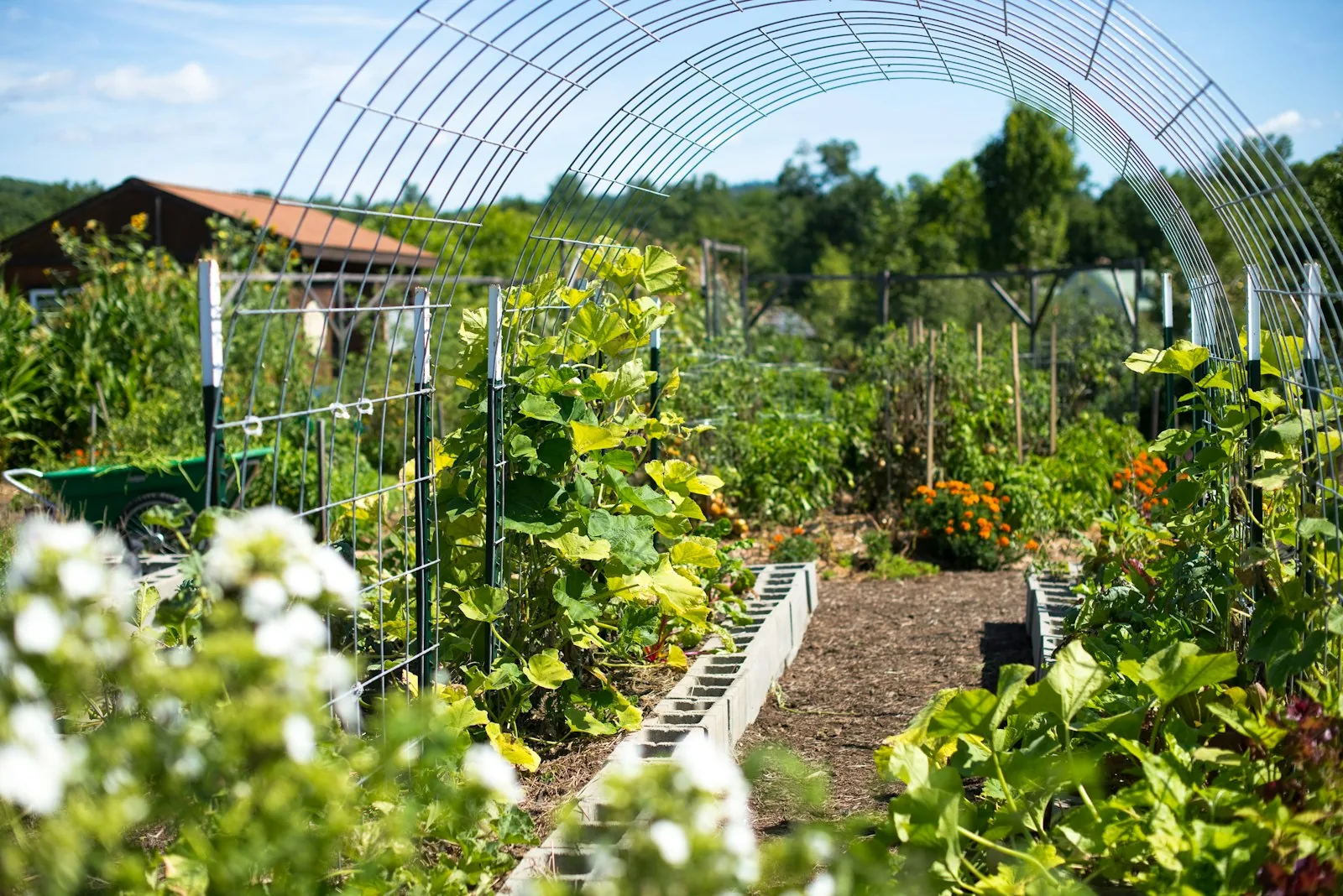 raised garden beds with vegetables under protective row cover netting