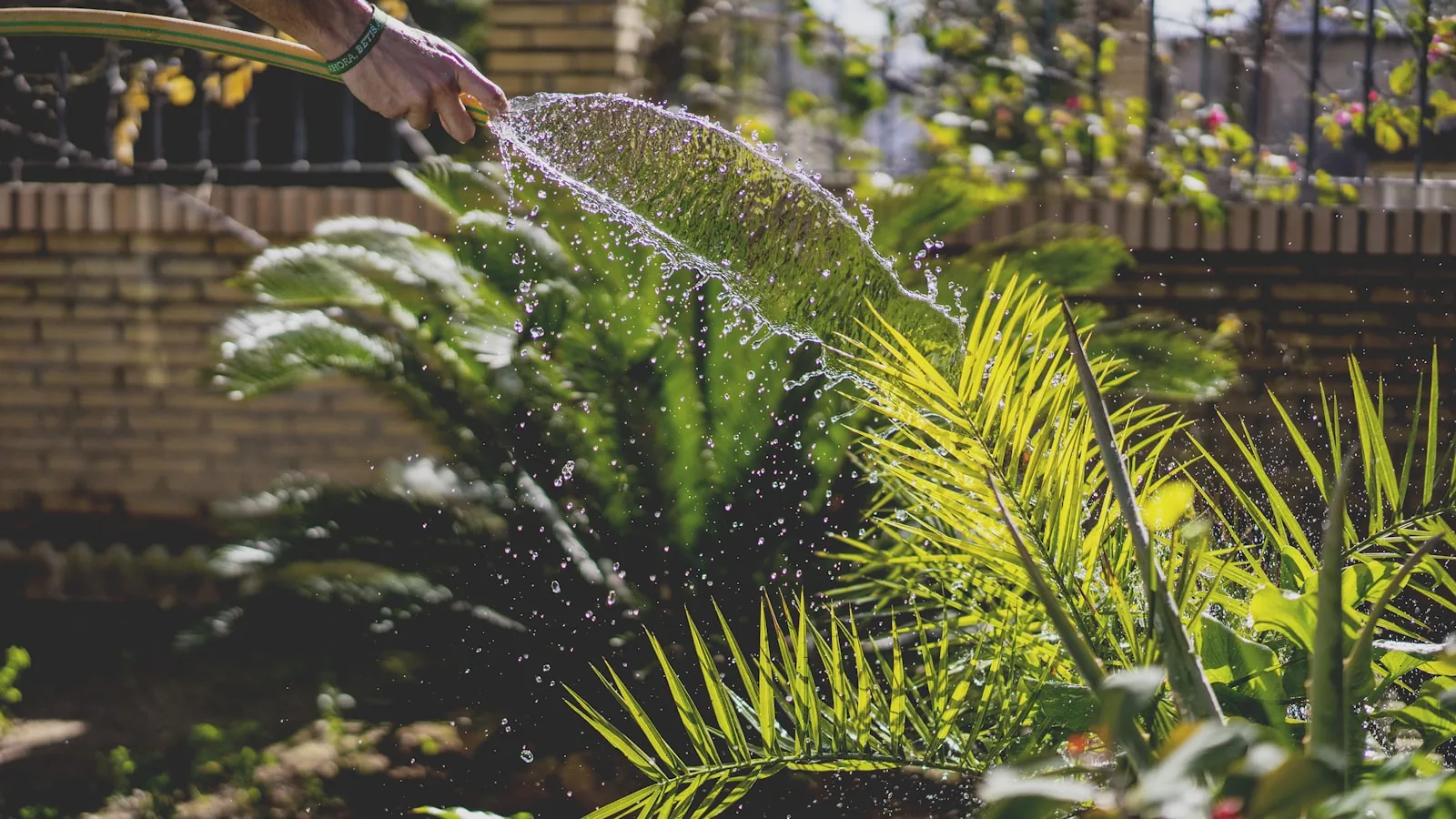watering plants in vegetable garden