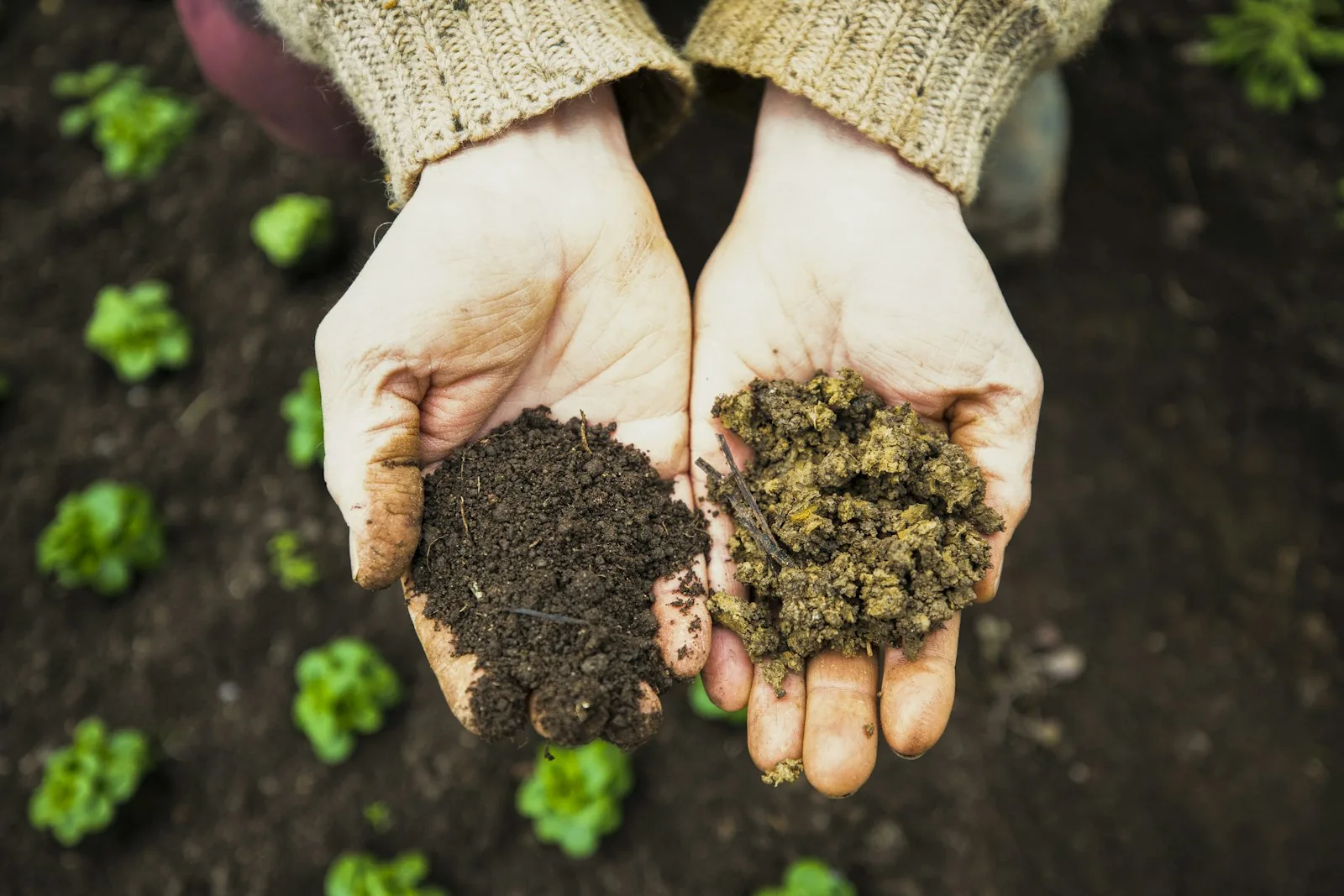 holding garden soil for pH and nutrient testing
