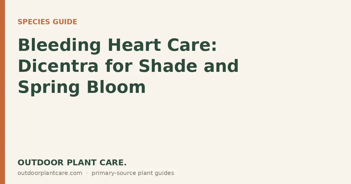 Arching stems of pink heart-shaped bleeding heart flowers hanging over delicate ferny foliage
