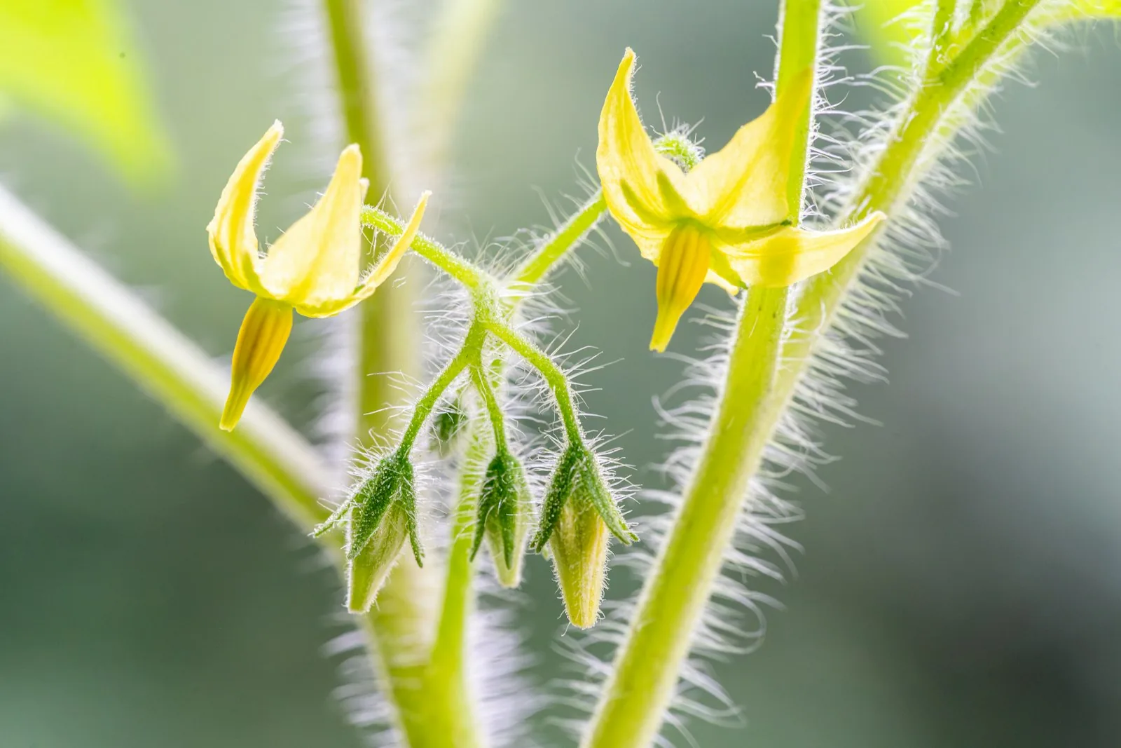 yellow tomato flowers blooming on the vine