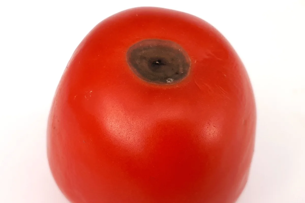 Tomato fruit with classic blossom end rot lesion at the calyx end