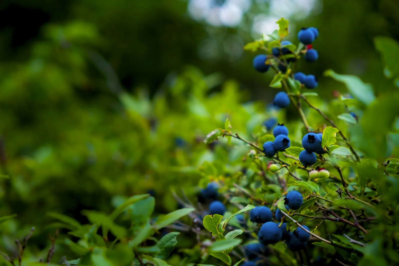 ripe blueberries growing on a bush in summer