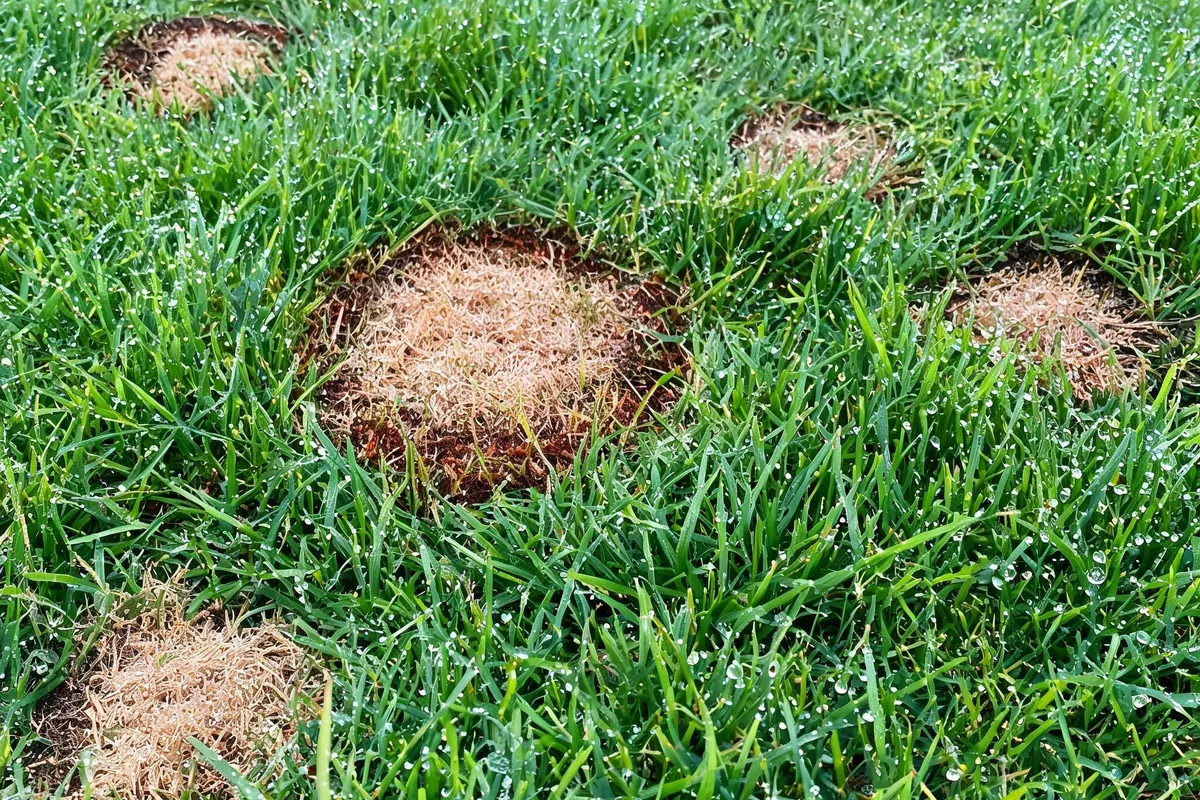 Brown patch lawn disease showing circular tan brown patches with darker outer rings on dew-covered green turf grass