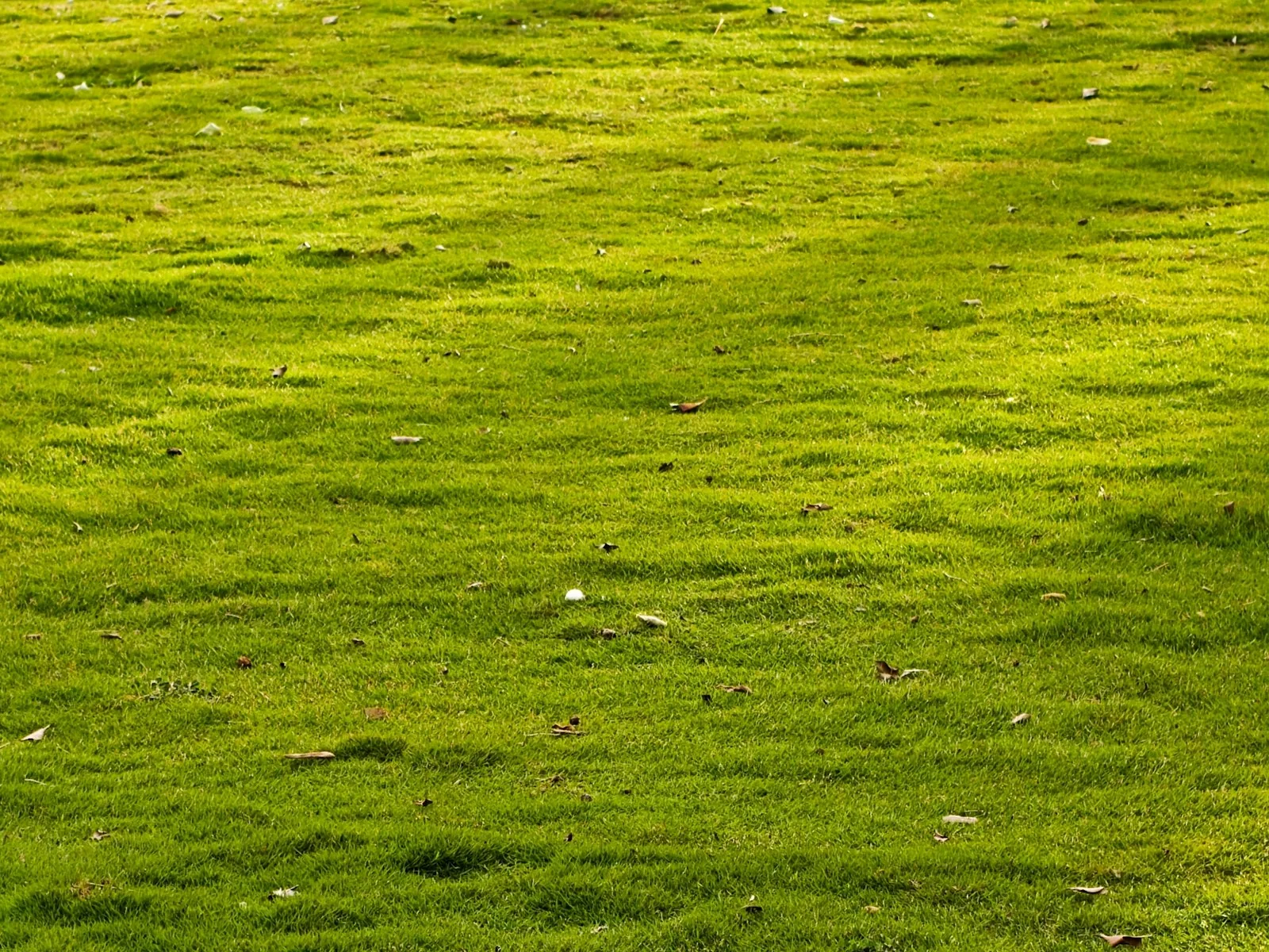 lush green grass covering the open ground
