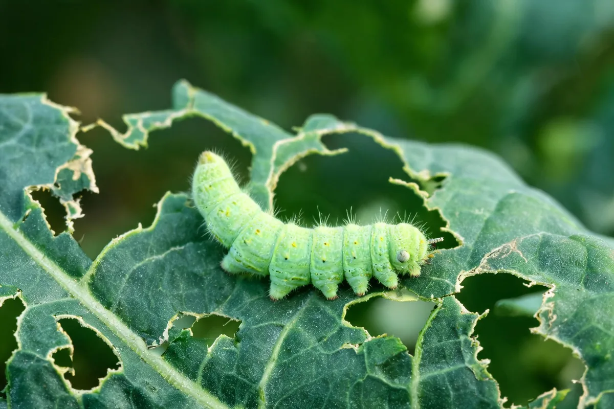 Imported cabbageworm (Pieris rapae) larva and frass on a brassica seedling tray