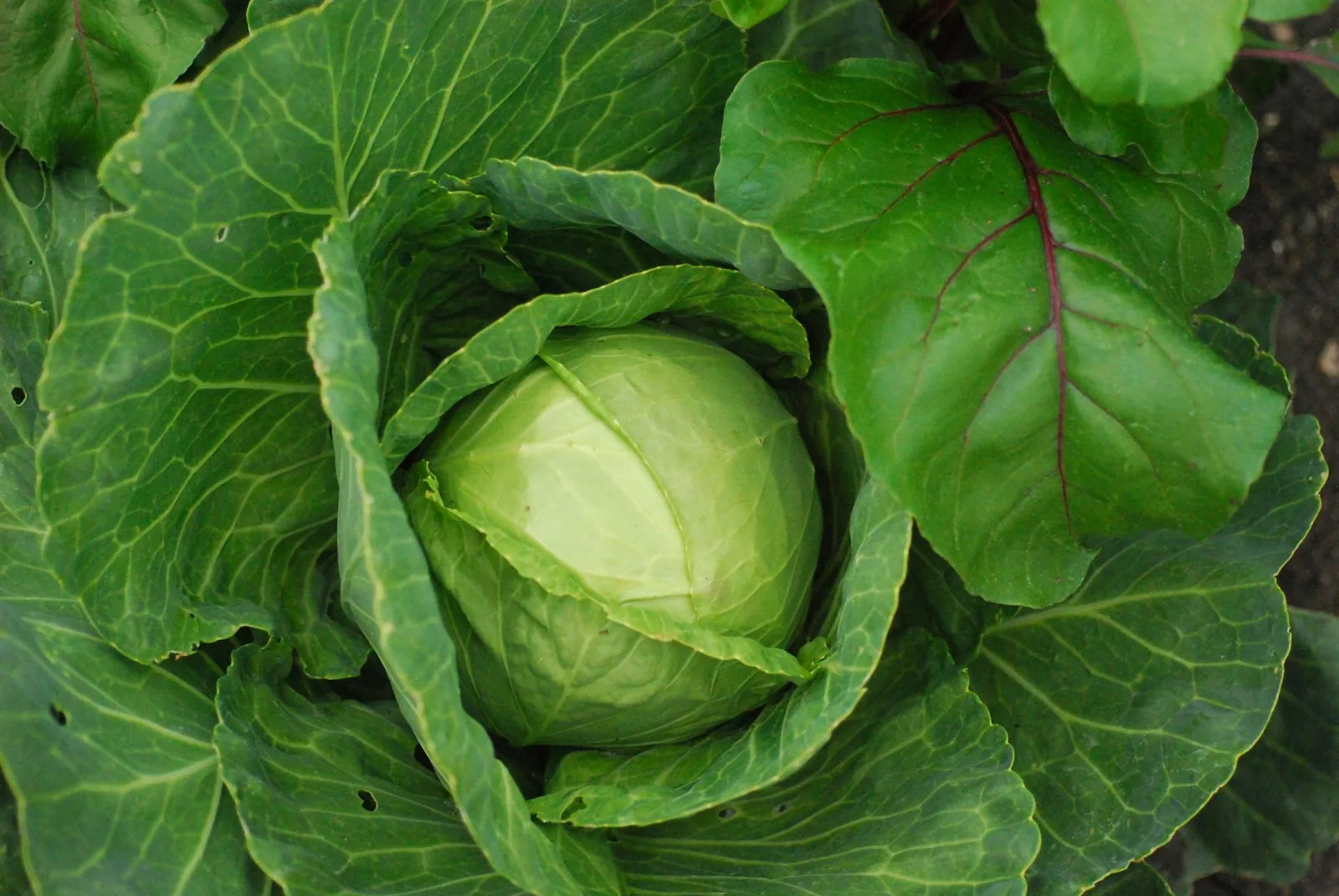 fresh green cabbage head growing in garden