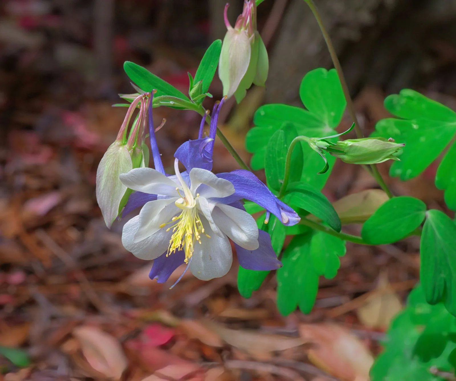 A beautiful columbine flower blooms amidst greenery