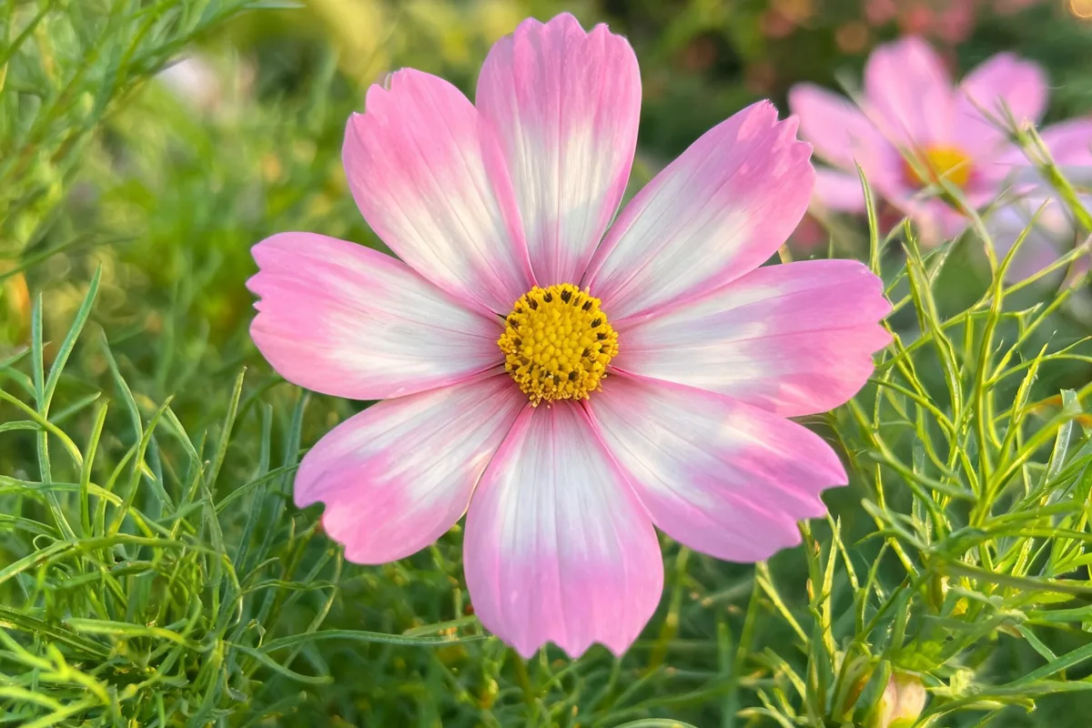 Cosmos Cosmos bipinnatus with single daisy-like pink and white eight-petaled flowers and feathery thread-like foliage