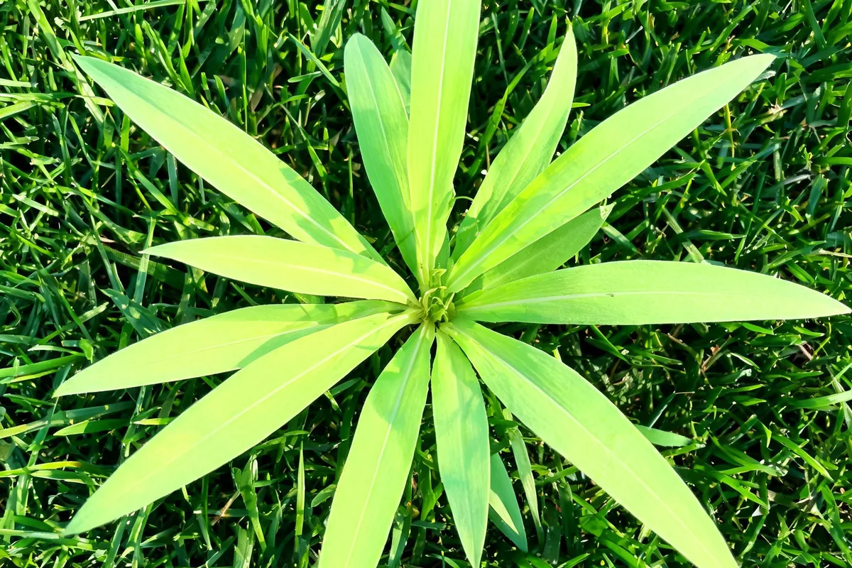 Crabgrass weed sprouting in a residential lawn with wide flat light-green blades fanning out among finer dark-green turf