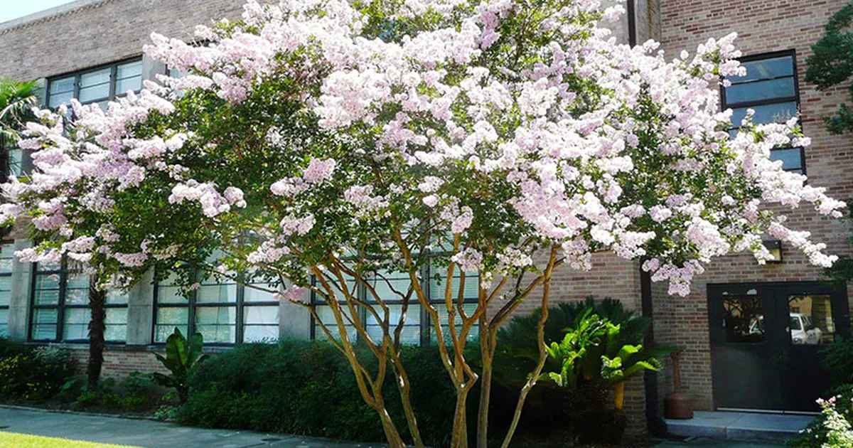 Crepe myrtle tree with clusters of deep pink blooms against a summer blue sky