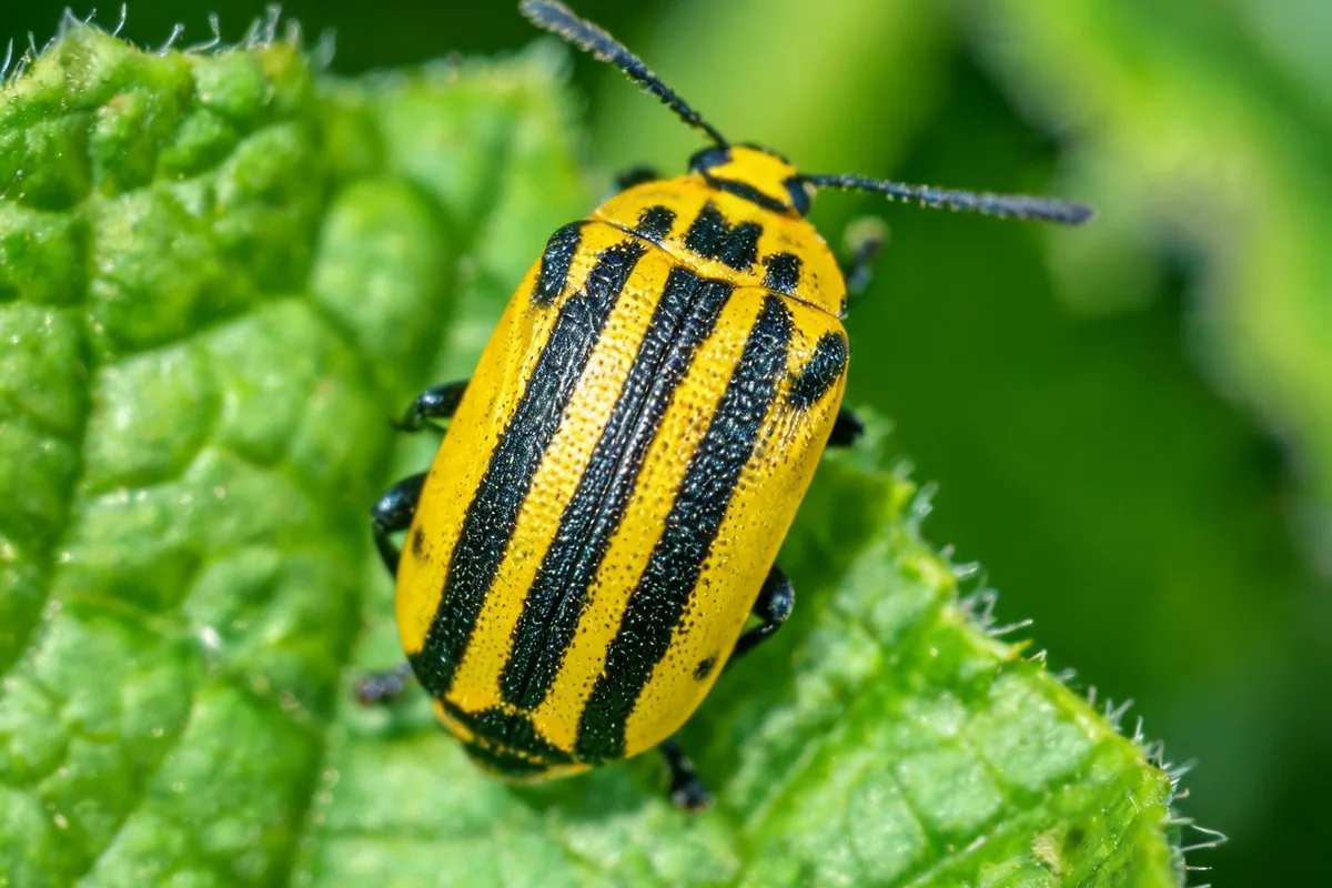 Striped cucumber beetle Acalymma vittatum on a cucumber leaf with three distinct black longitudinal stripes