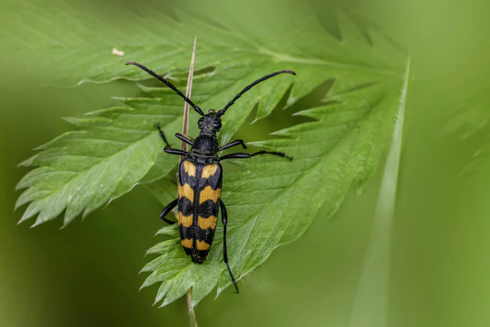 a longhorn beetle resting on a green leaf