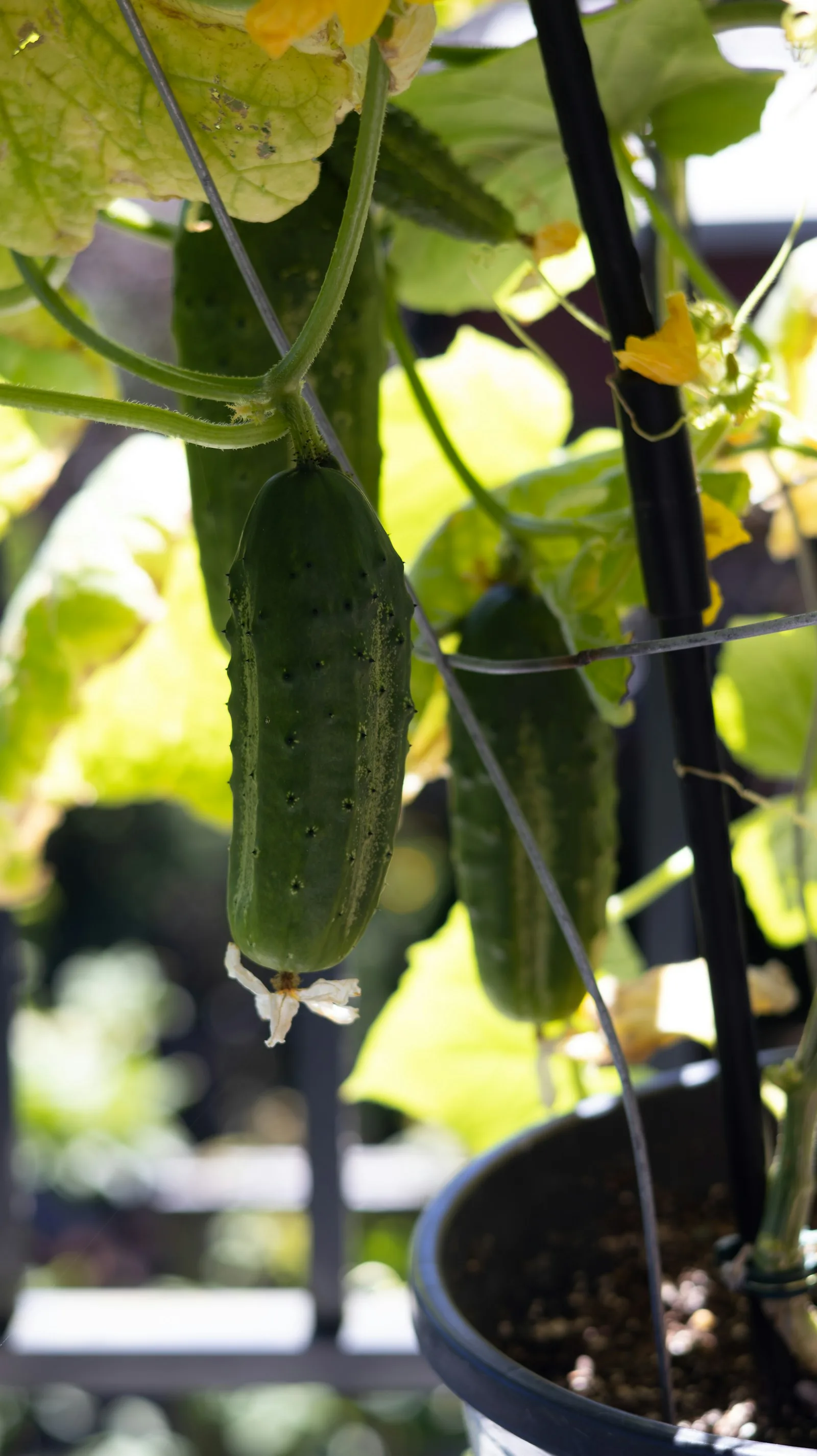 green cucumbers growing on a vine in garden