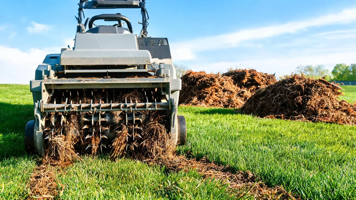 Power dethatcher pulling up thick brown thatch from a green lawn with piles of dethatched material visible behind