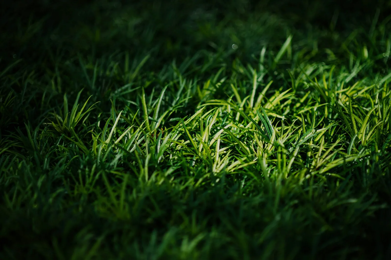 close-up of green grass blades