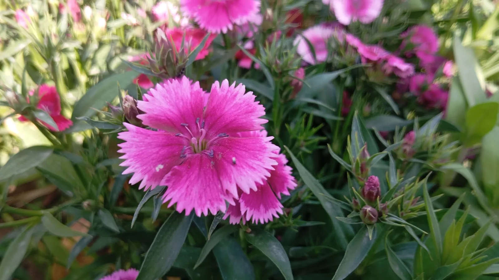 Field of pink and white dianthus flowers with irrigation lines
