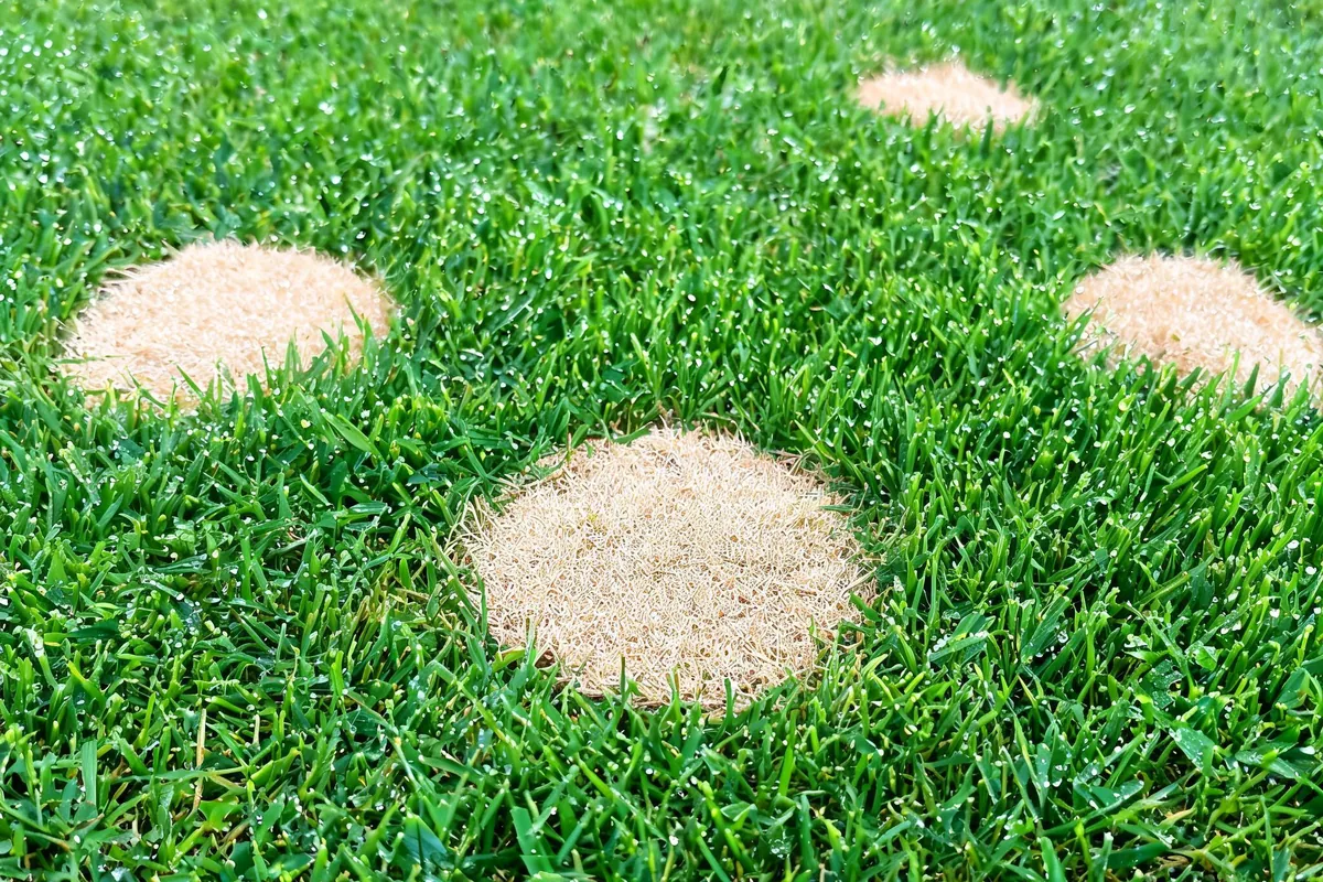 Dollar spot fungal disease showing small silver-dollar sized tan-bleached circular patches scattered across dew-covered green turf