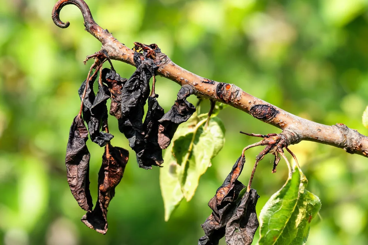 Pear tree branch with classic fire blight symptoms showing shepherd's crook curl at the tip with blackened wilted leaves and dark cankers