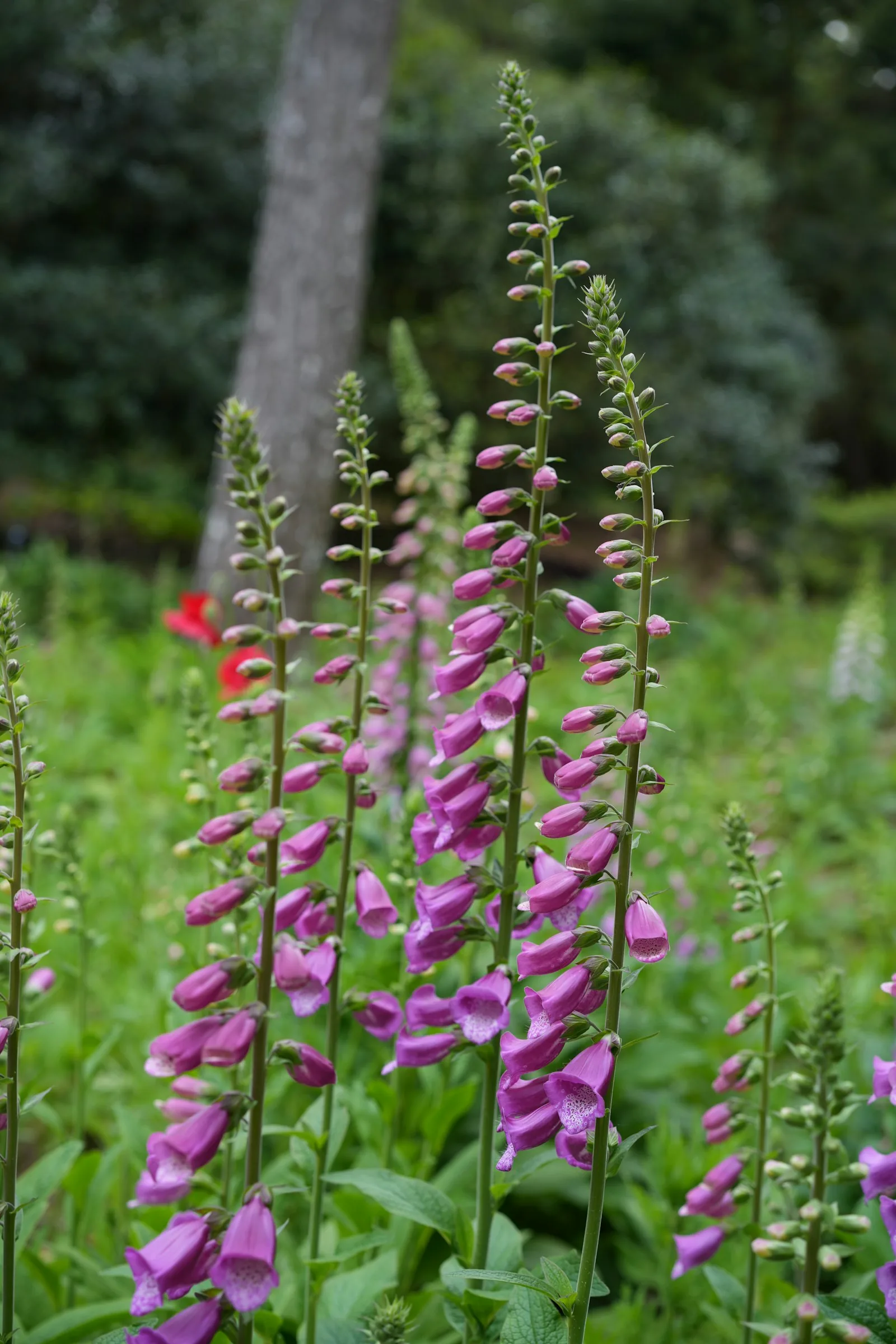 A vibrant pink foxglove blooms in a garden