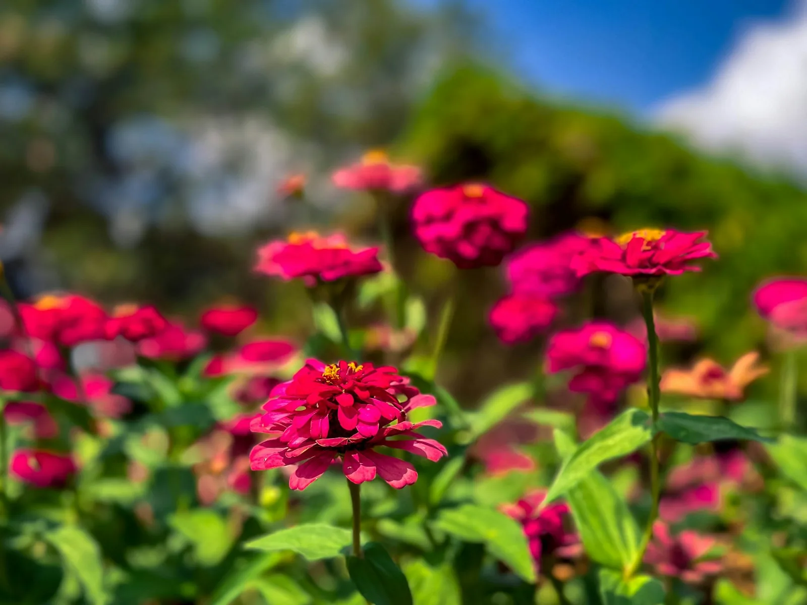 Vibrant pink zinnias bloom in a sunny garden