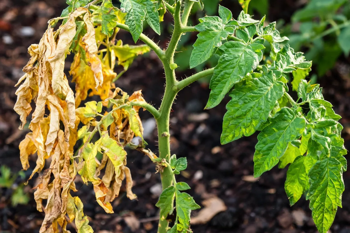 Tomato plant with fusarium wilt showing asymmetric one-sided yellowing where only one side has wilted lower leaves