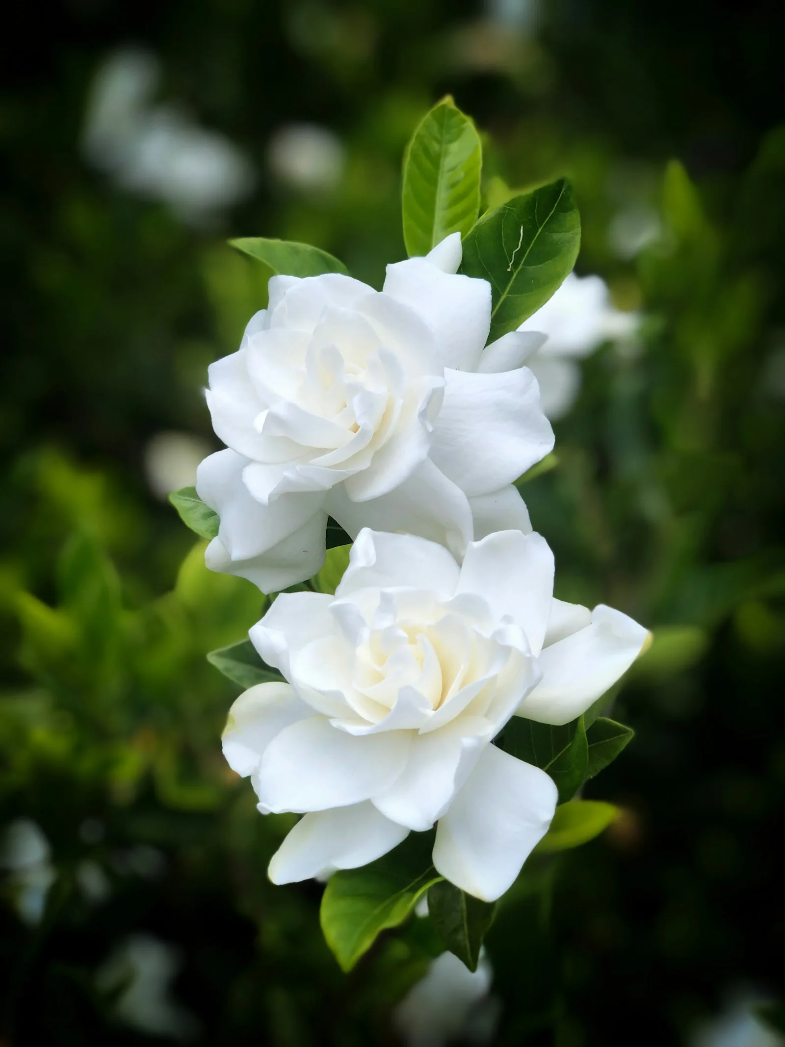 Two beautiful white gardenia blossoms bloom