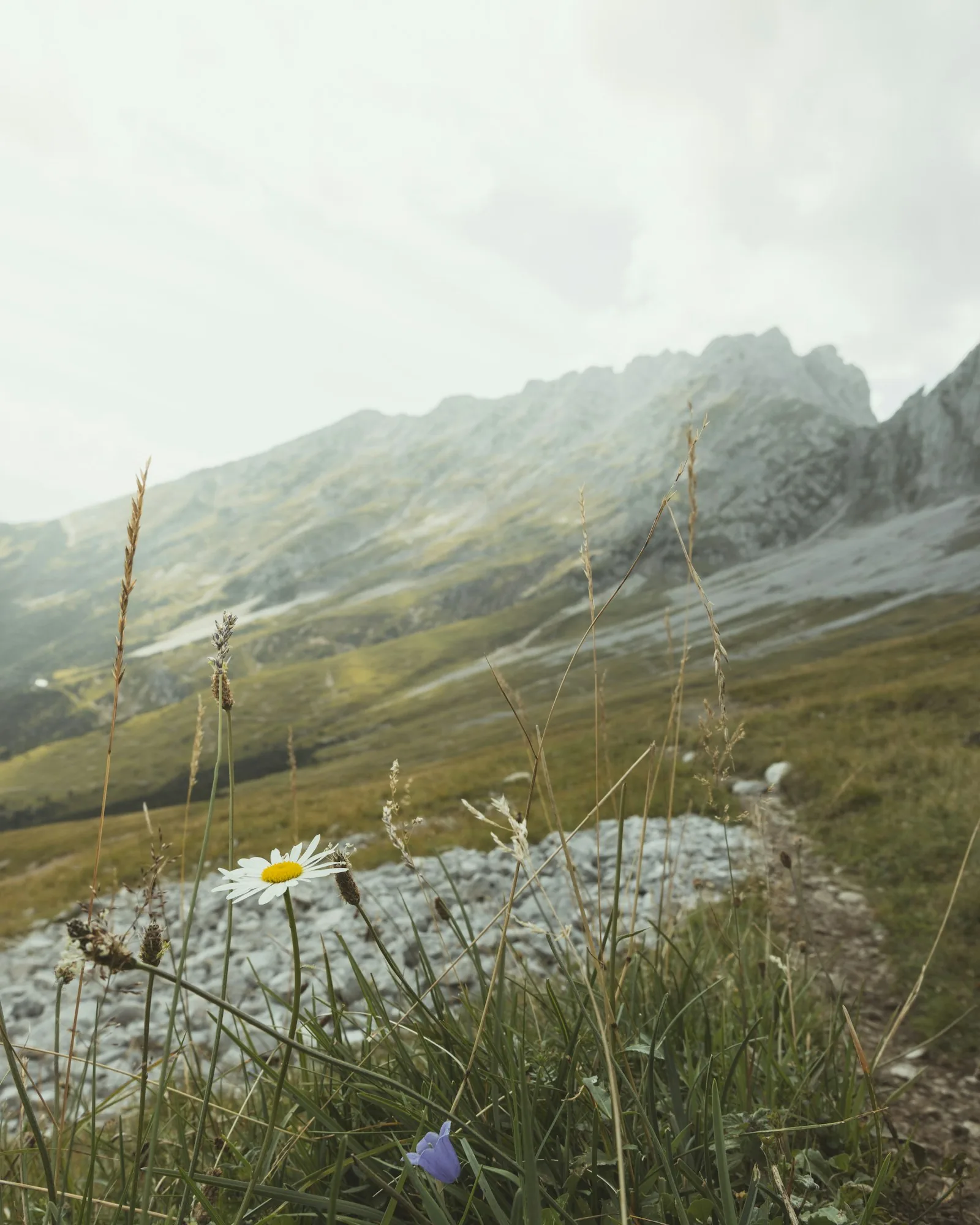 Grassy mountain slope with wildflowers and rocky path