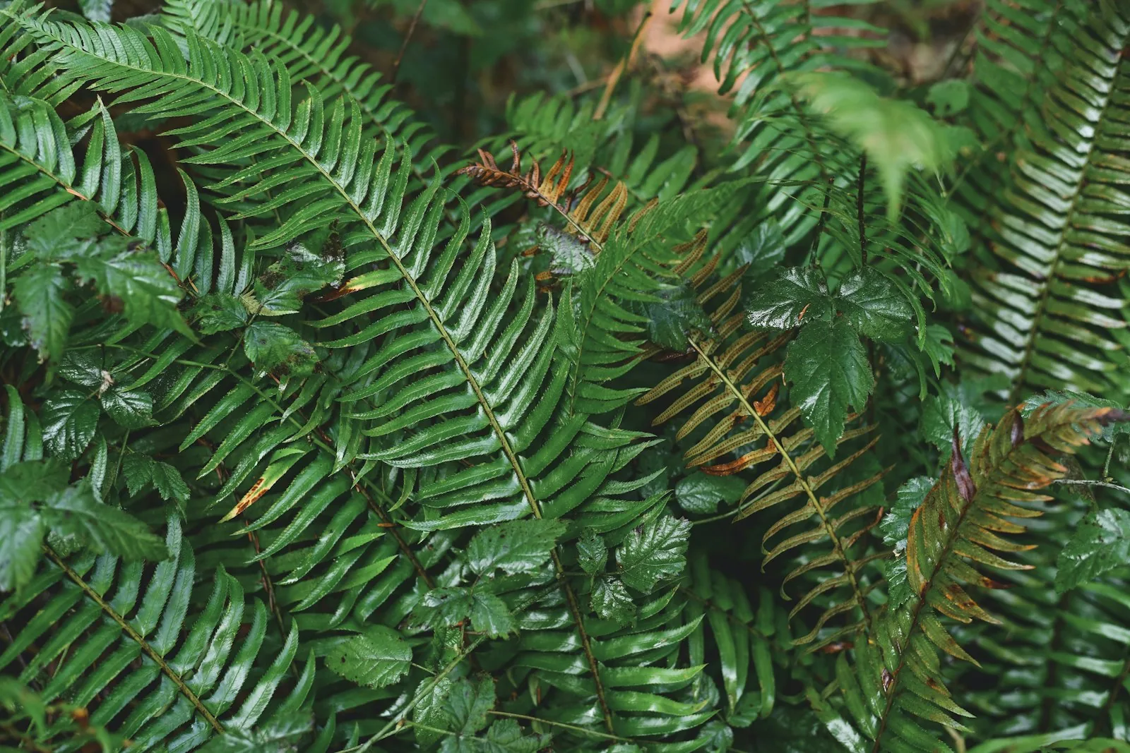 Lush green fern fronds in a natural setting