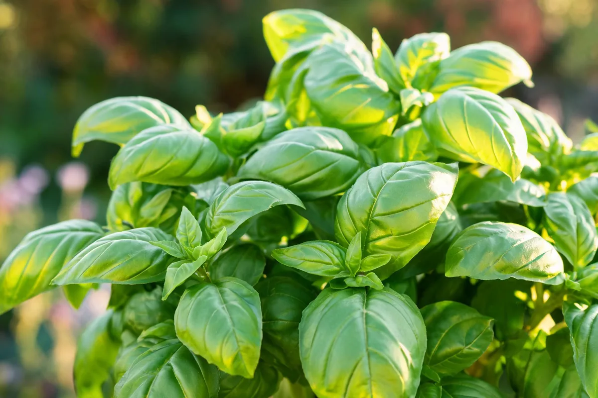Thriving sweet basil Ocimum basilicum plant with bright green broad oval pointed leaves and prominent veining