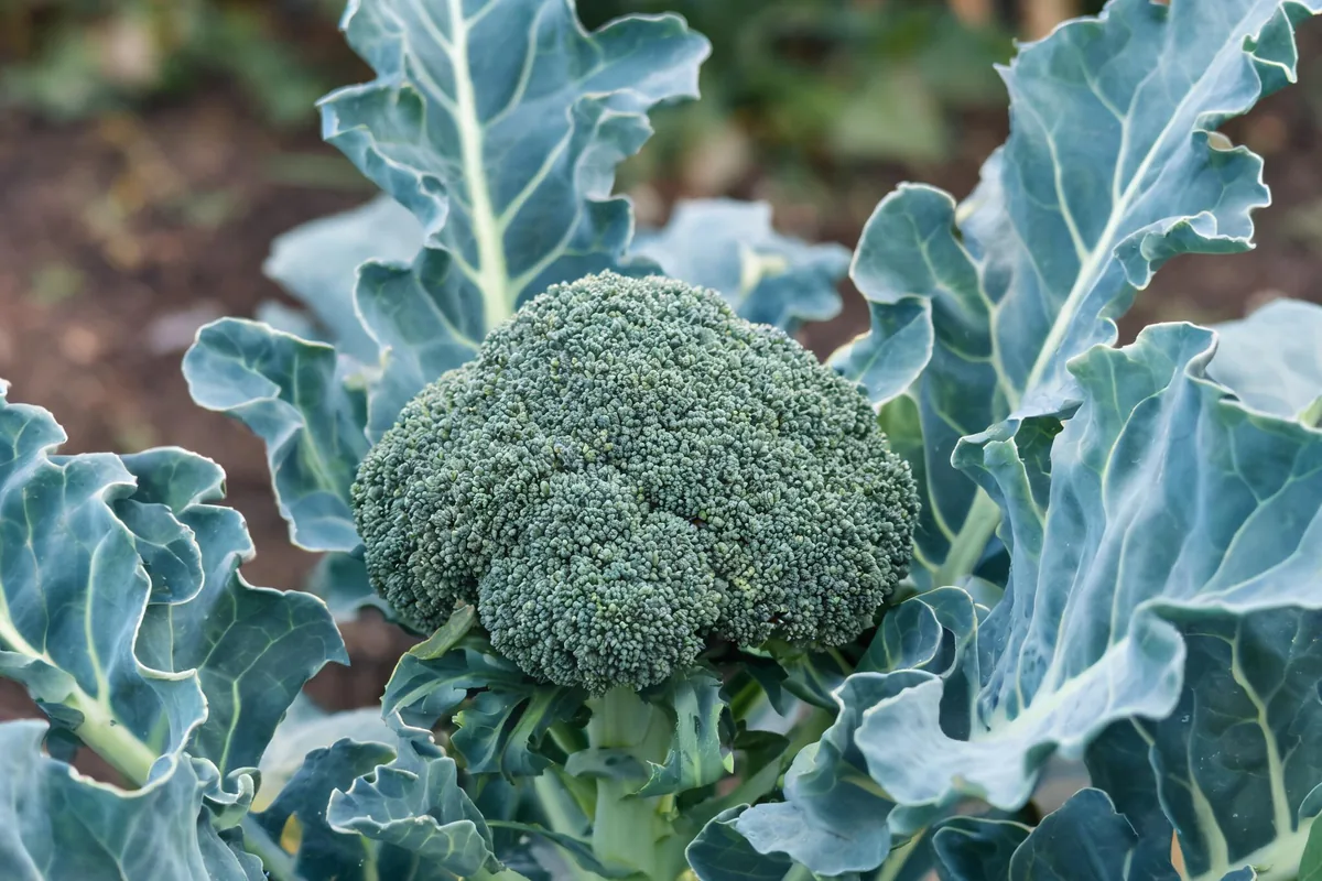 Maturing broccoli plant in the garden with a tight dark green florescence head surrounded by large blue-green wavy leaves