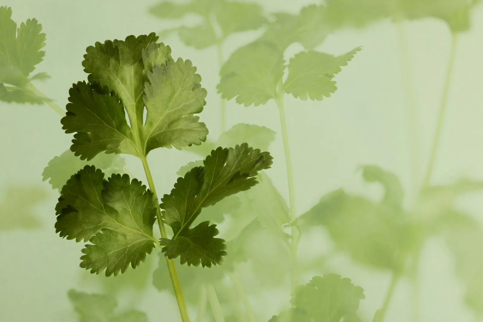 Fresh cilantro leaves with a soft green background