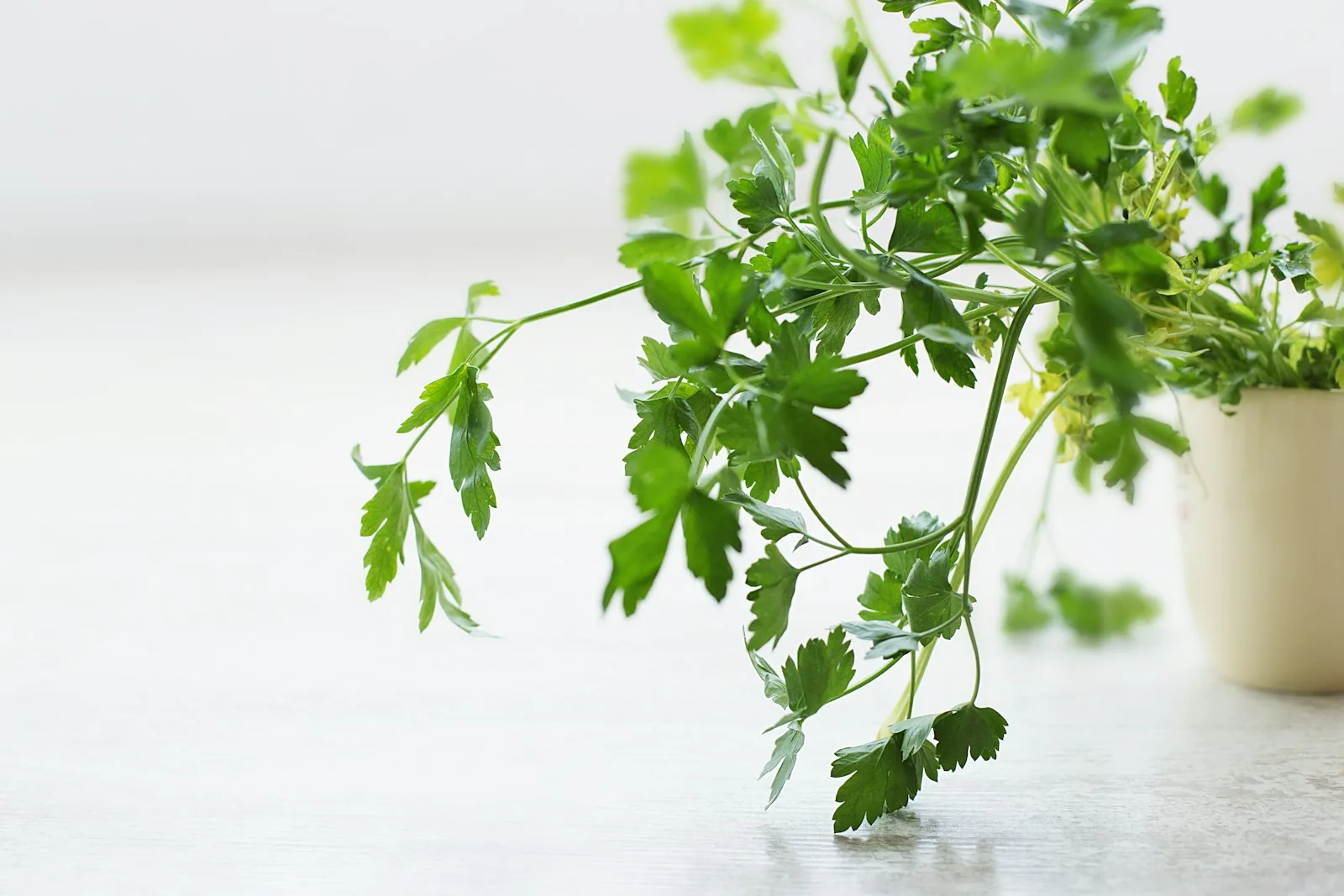 fresh parsley herb growing in outdoor garden