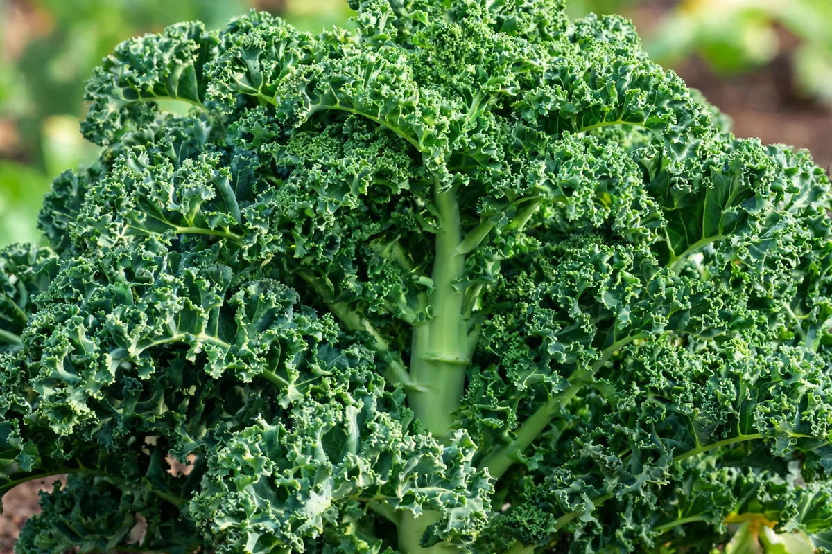 Edible curly kale Brassica oleracea with dense deep-green ruffled curly leaves growing from a central stem ready for harvest