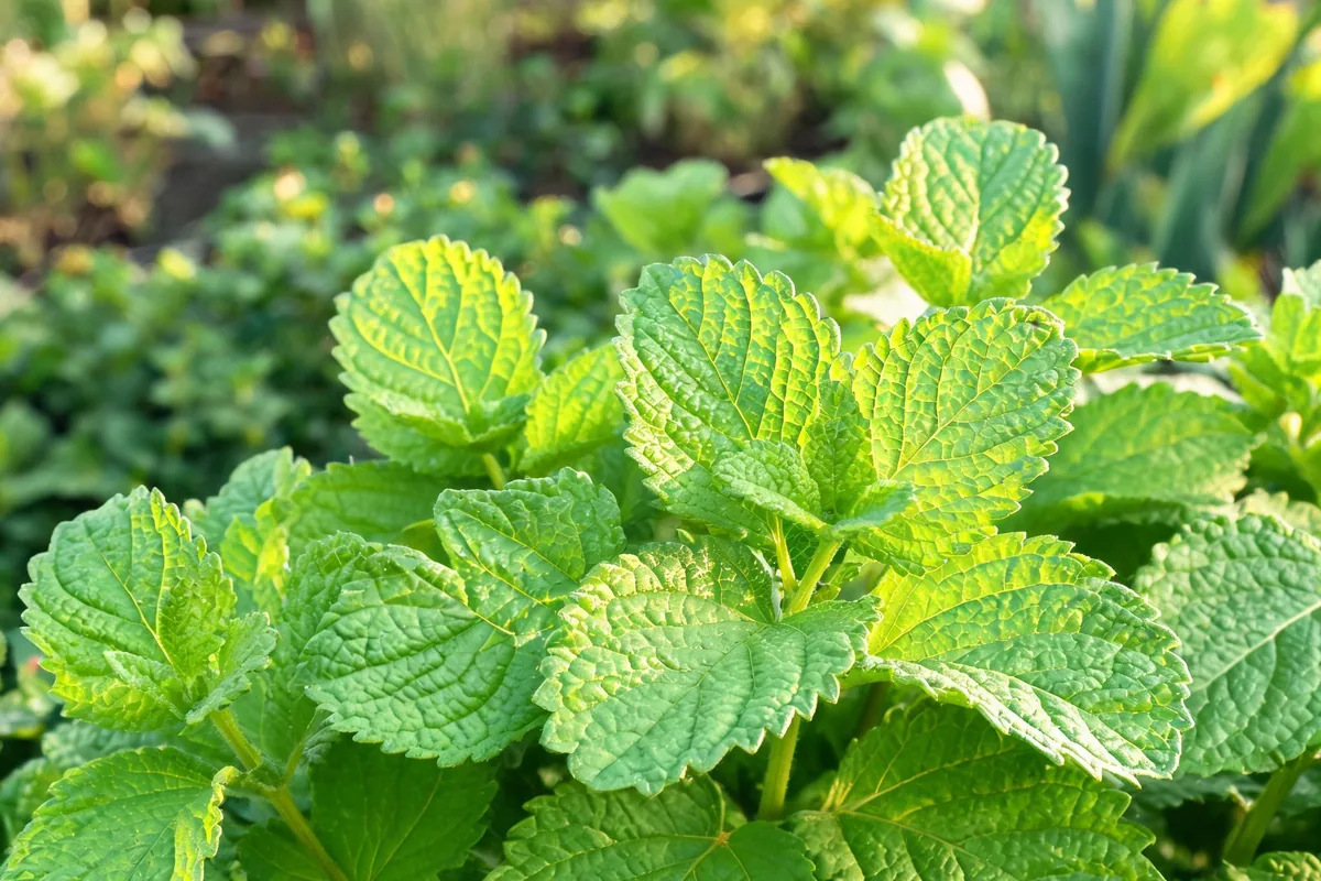 Lemon balm Melissa officinalis plant with heart-shaped scalloped-edged bright green leaves and deeply impressed veining