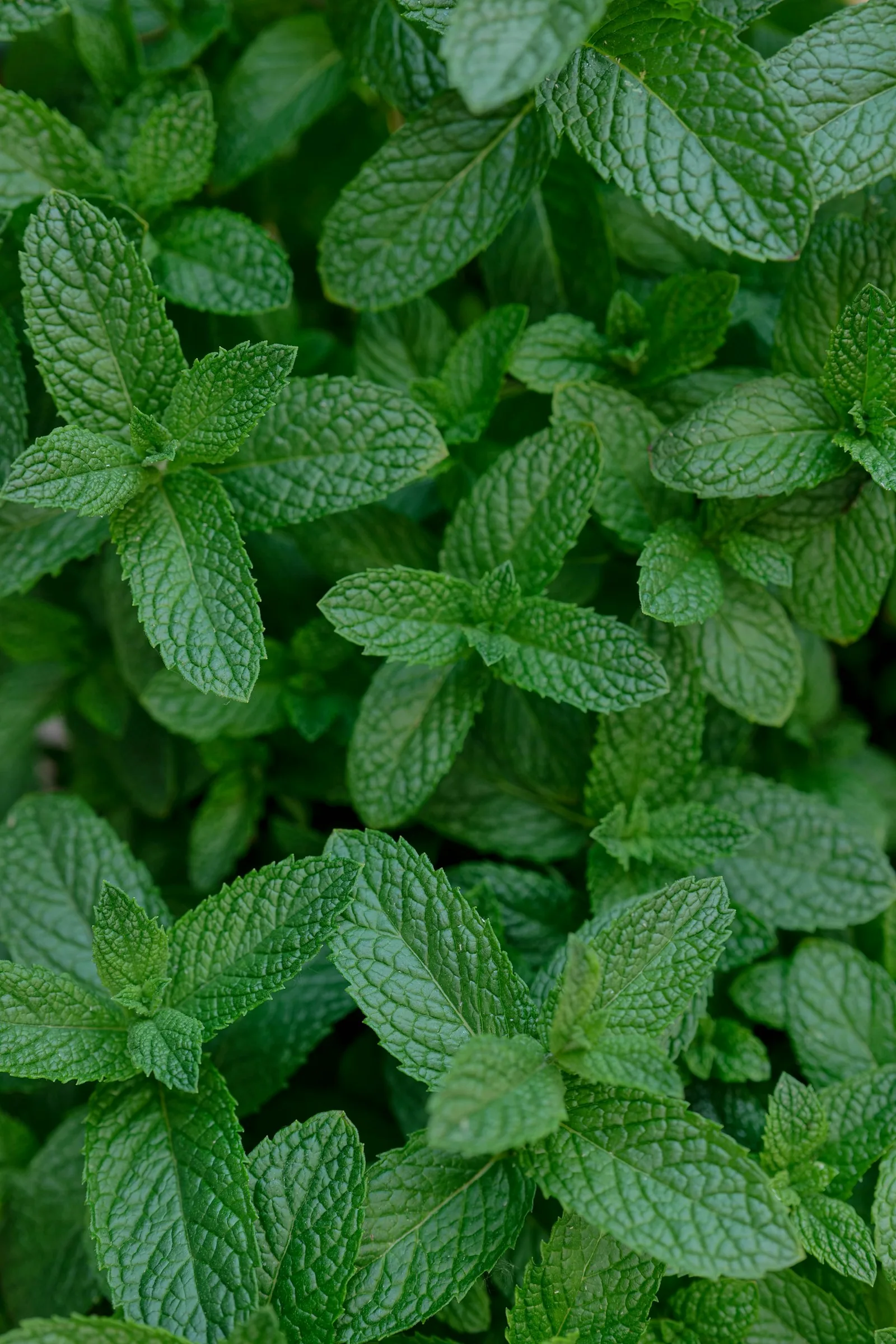 Fresh, lush mint leaves in close-up