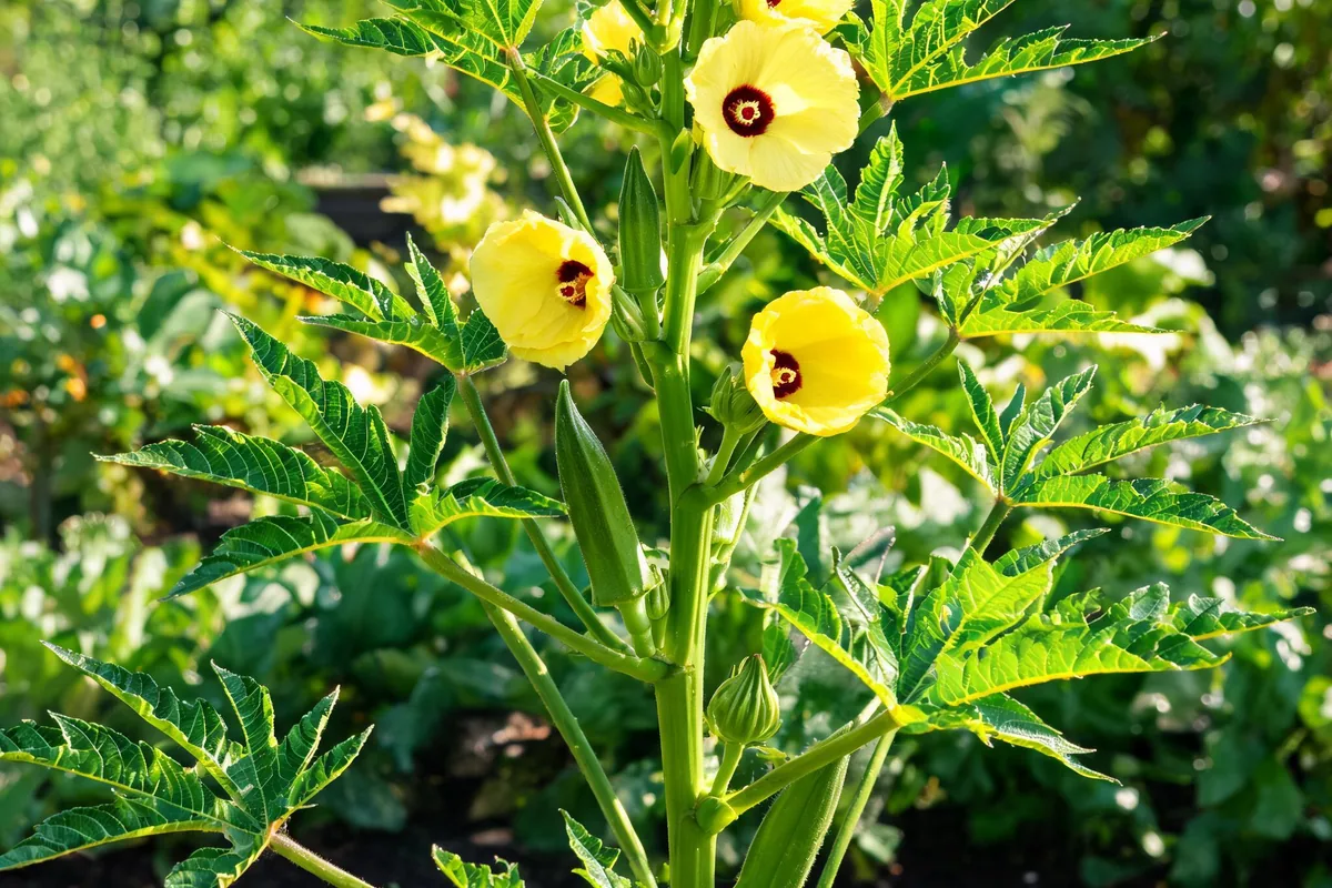 Okra Abelmoschus esculentus plant with tall stems, palmately lobed leaves, yellow hibiscus-like flowers with red centers, and green pointed pods