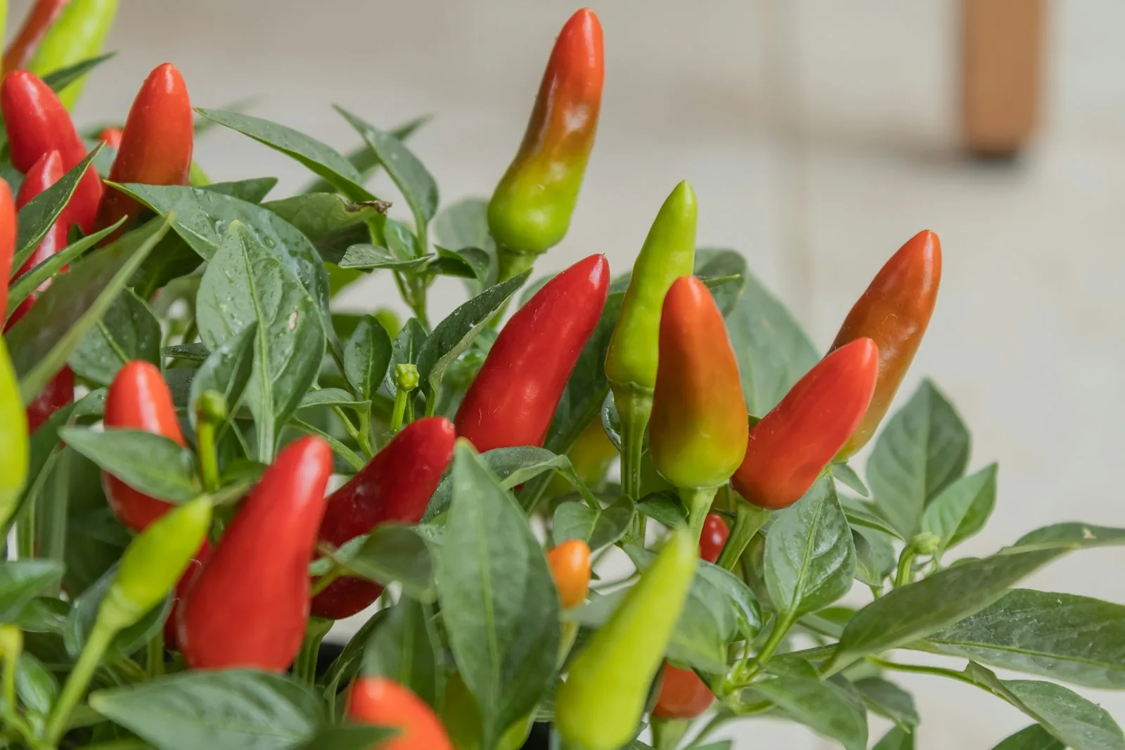 A potted plant with red and green peppers