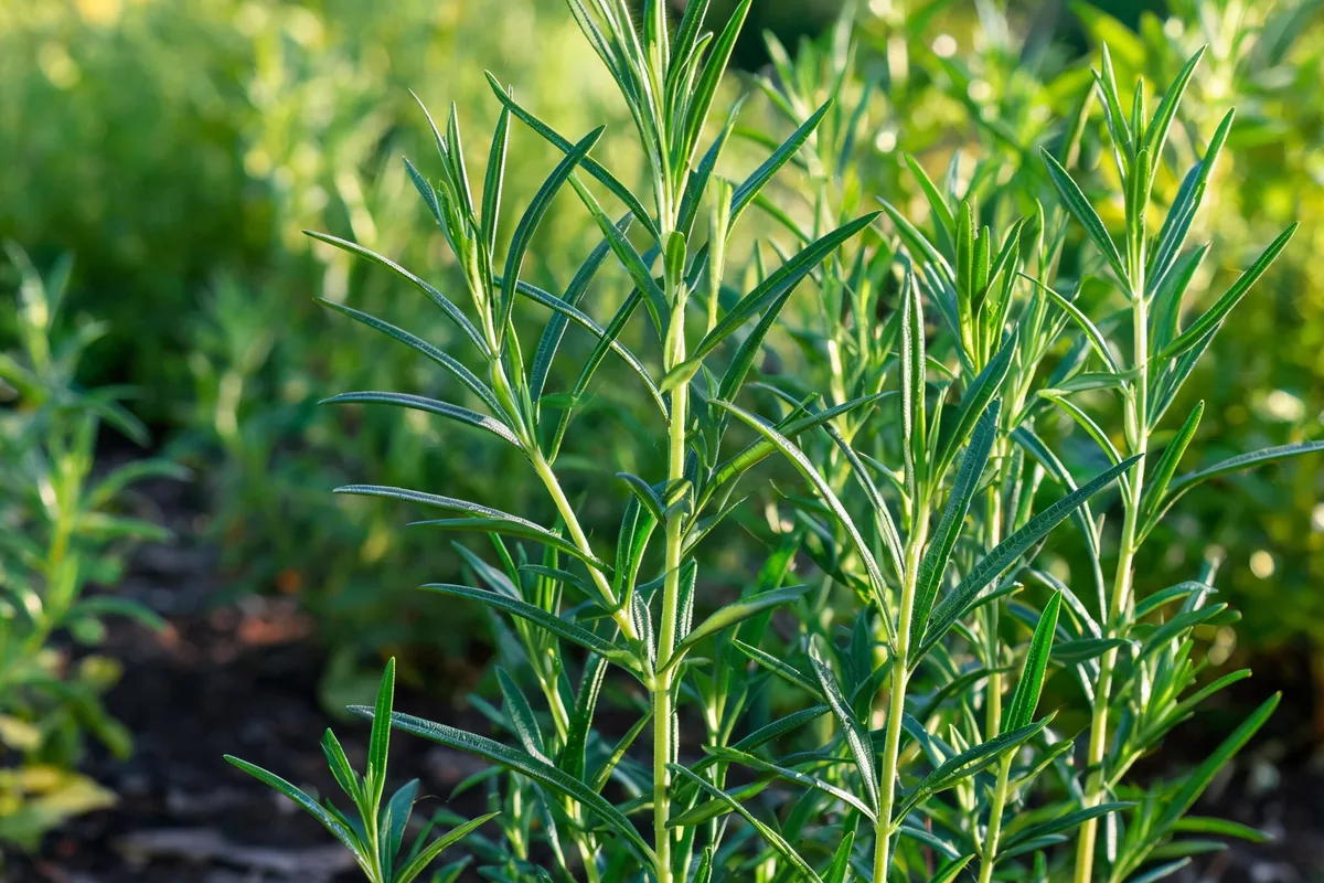 French tarragon Artemisia dracunculus with narrow linear smooth dark-green pointed lance-shaped leaves on slender stems