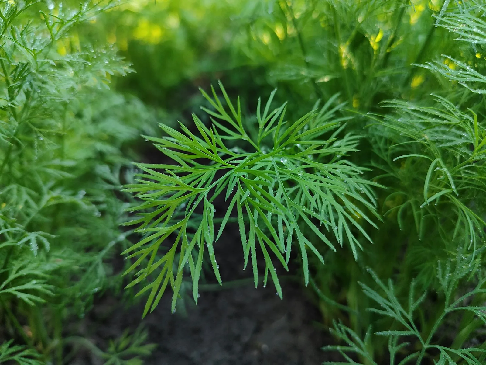 fresh dill herb with feathery foliage