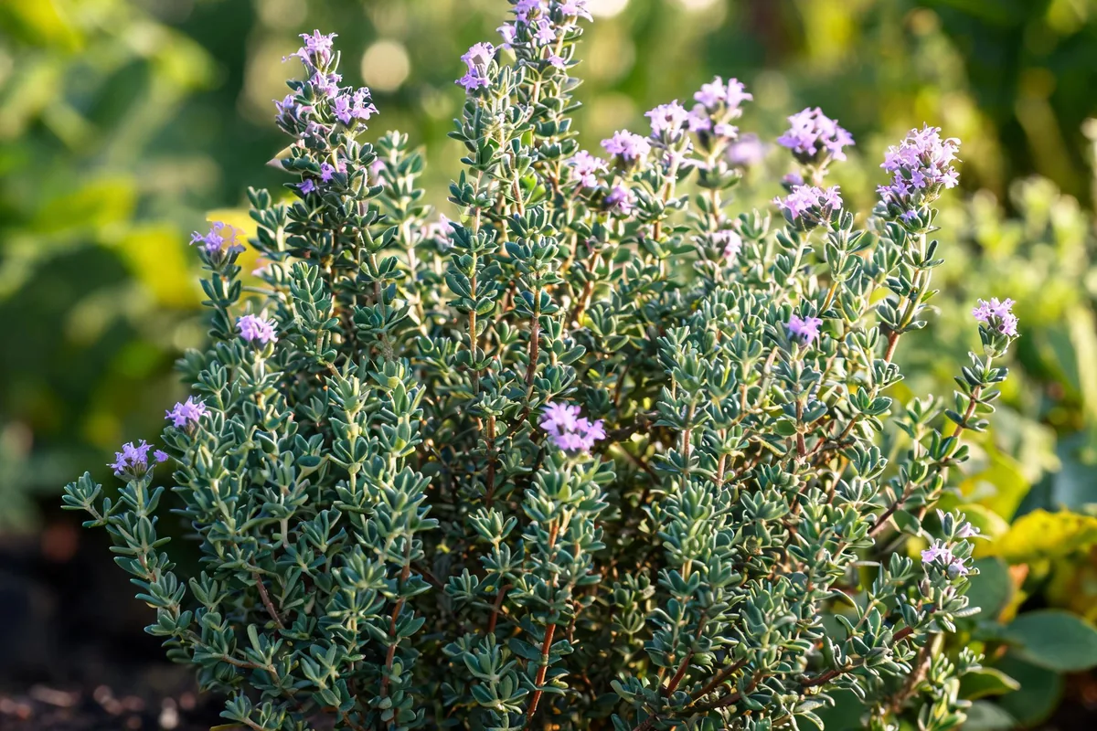 Thriving English thyme Thymus vulgaris plant with tiny oval green-gray leaves on woody stems and small purple flowers