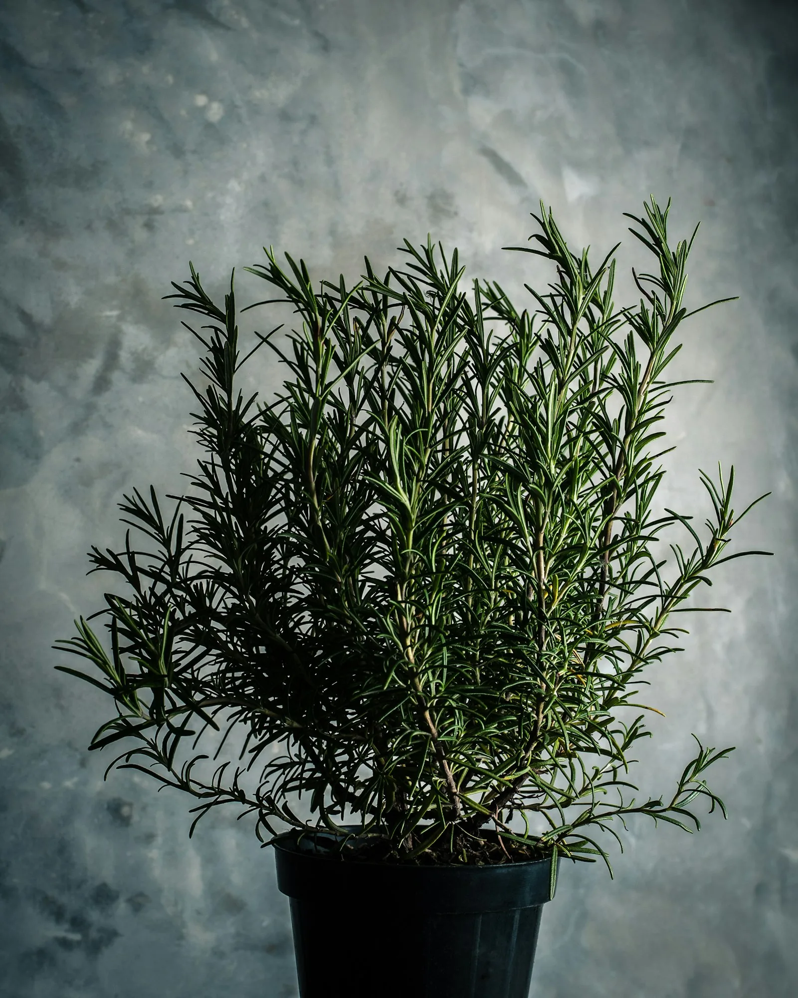 rosemary herb plant in garden